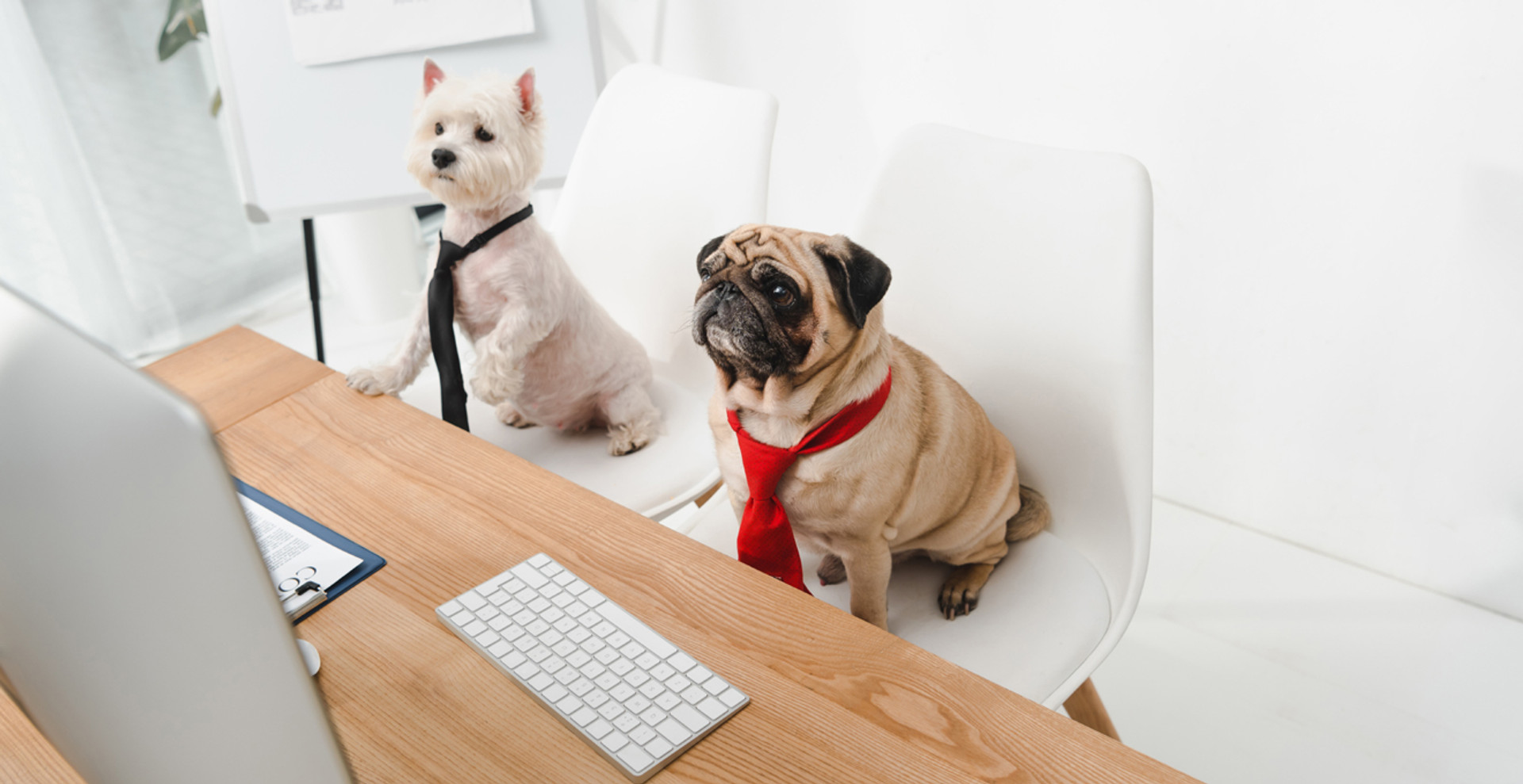 Візьми собаку на роботу: три історії про те, як це – працювати з улюбленцем