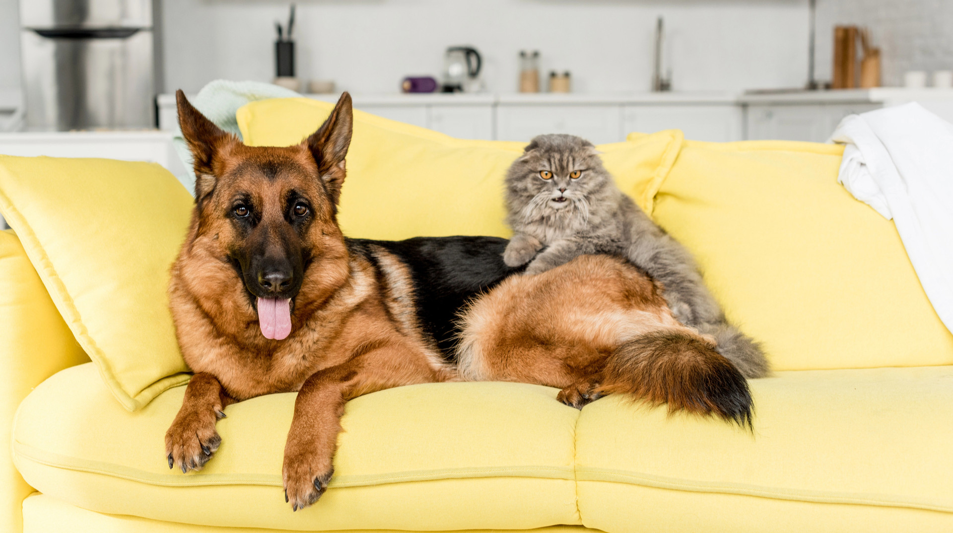 Що потрібно знати, щоб подружити кота і собаку? 9 питань до експерта