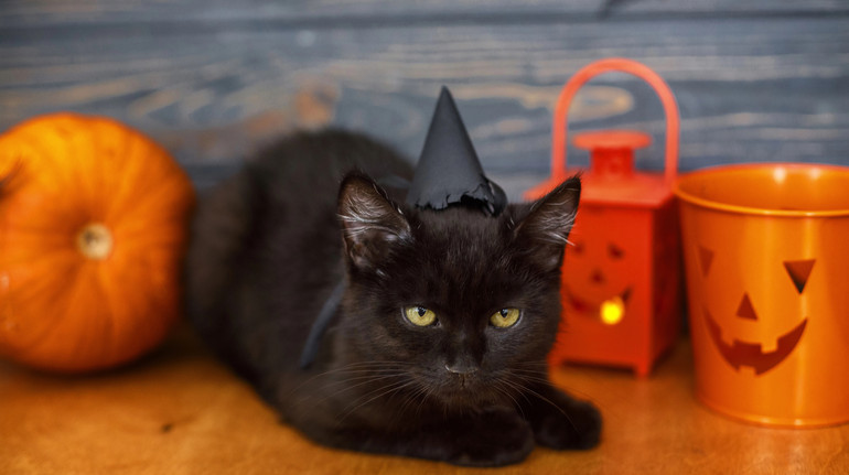 In a Spanish city, it was forbidden to take black cats from shelters for Halloween: what is the reason