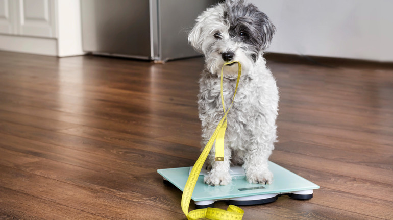 Ozempic для собак: фахівці розповіли, чи здатні популярні ліки допомогти тваринам