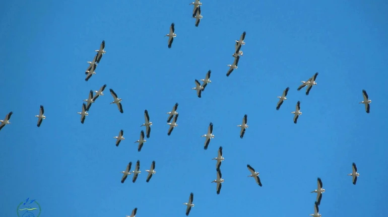 Перша зграя рожевих пеліканів дісталася України: де вони оселилися