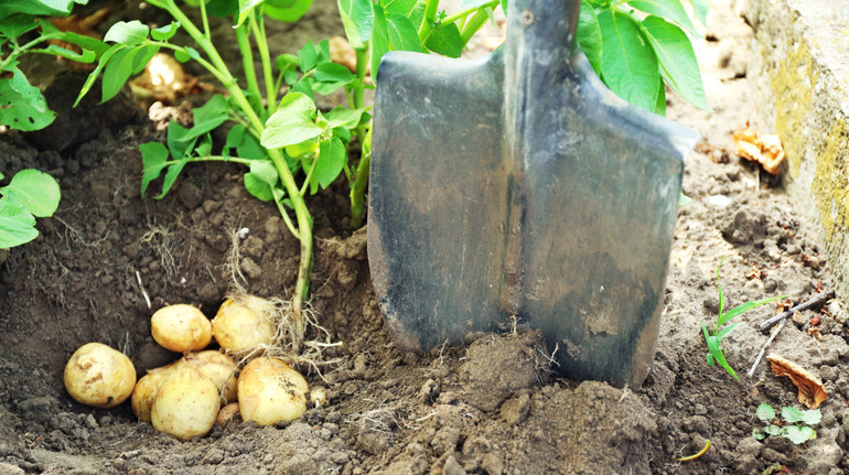 Вчені розкрили таємницю походження картоплі: як дикі томати стали її предками 9 млн років тому