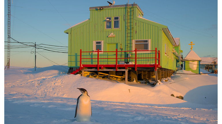 До українських полярників вдруге за місяць навідався імператорський пінгвін