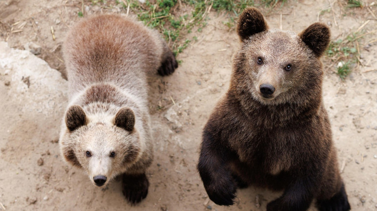 У притулку Домажир показали двох нових ведмежат: їх знайшли у дикій природі без мами