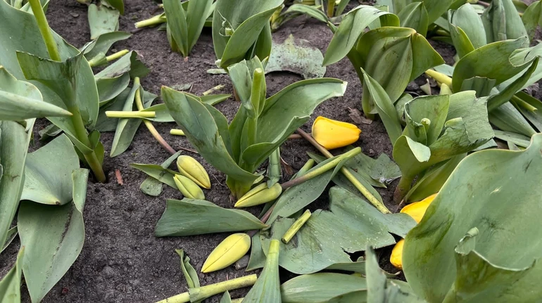 Вирвали з корінням та розкидали на клумбах: невідомі вночі знищили тисячі тюльпанів у Києві