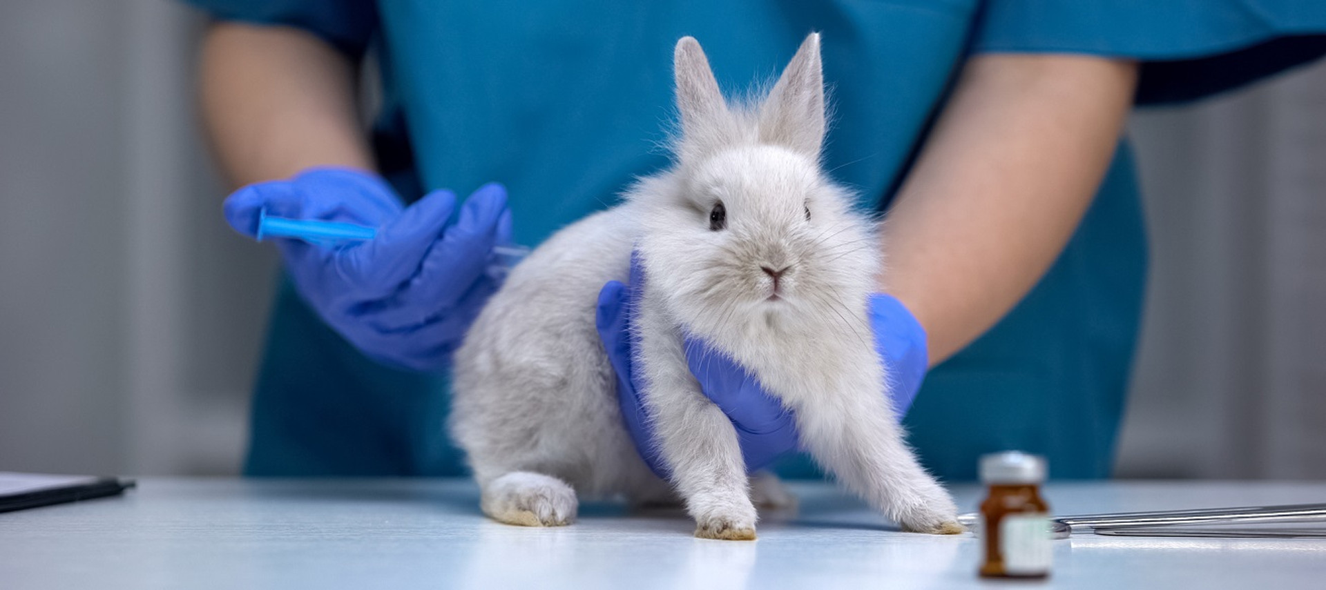 Ваша косметика убила кроликів і не лише: про тести на тваринах та гуманний вибір