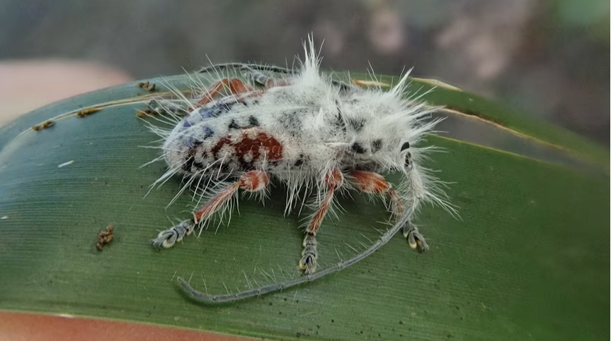 In Australia, a new species of beetles was discovered, which were called “punks” because of their “mohawks”