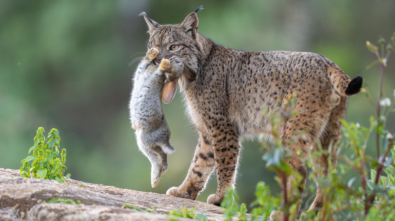 Трапеза рисі та величний зубр: фотопремія Rewilding Europe Award визначила 5 найкращих кадрів