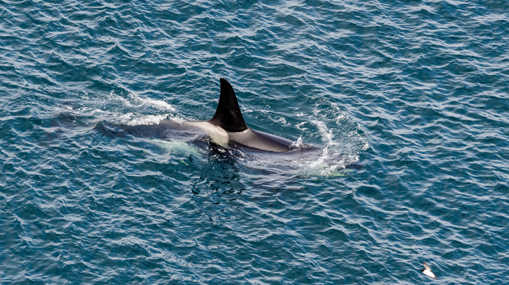 Why a lone killer whale killed a great white shark in two minutes: research
