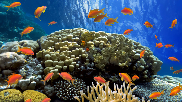 Знебарвлення коралових рифів сягнуло безпрецедентного рівня: постраждало 84% їхньої площі