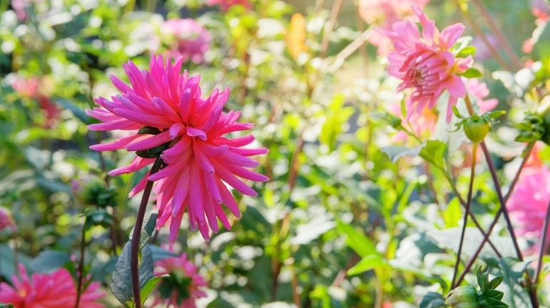 What flowers to dig in the fall and how to store the bulbs?