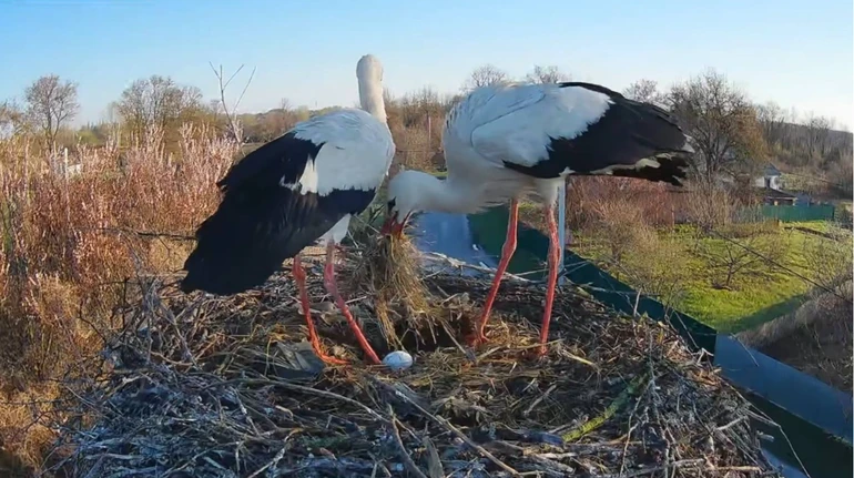 Після сімейних драм: у гнізді зіркових лелек Одарки та Грицика з’явилося перше яйце