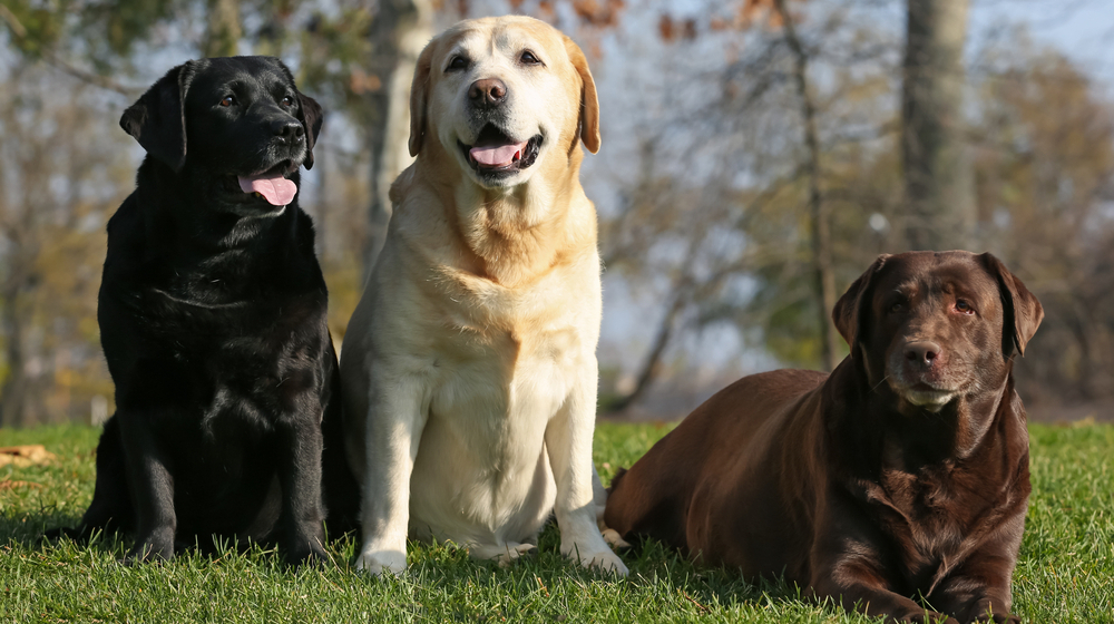 Scientists have discovered why Labradors are more hungry and fat than other dogs