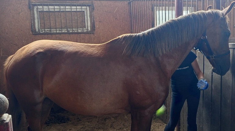 Фрейлі вижила в Бучі, та загинула від дрона: що відомо про коней, вбитих росіянами на Київщині