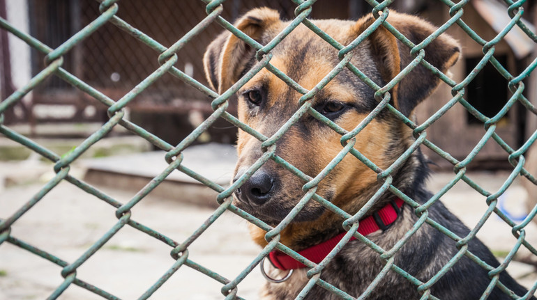 Суцільне пекло: внаслідок нічної атаки РФ постраждали два притулки для тварин