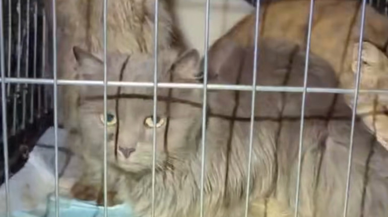 Справа про 50 замордованих тварин на Київщині: волонтерку затримали і взяли під варту