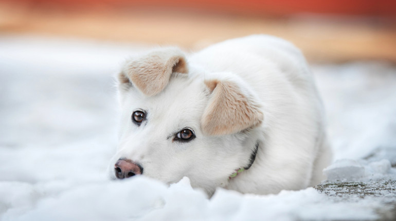 У Київраді пропонують дозволити бізнесам пускати тварин у свої приміщення
