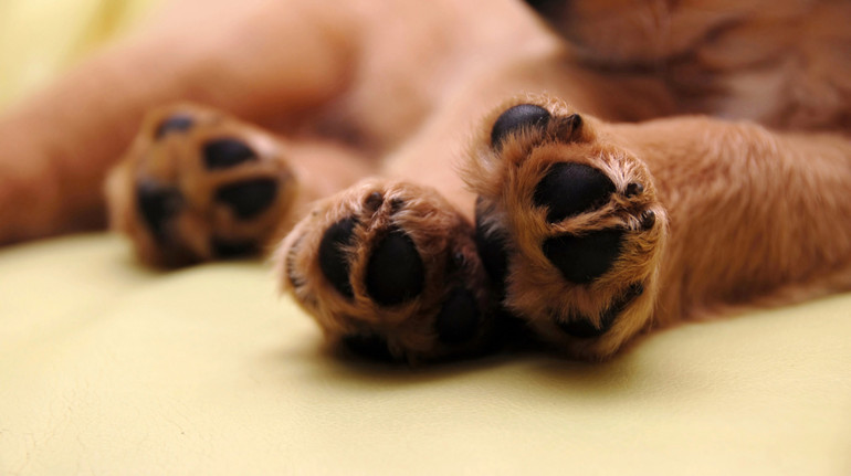 На Одещині підліток скинув собаку з обриву: на його матір склали адмінпротокол