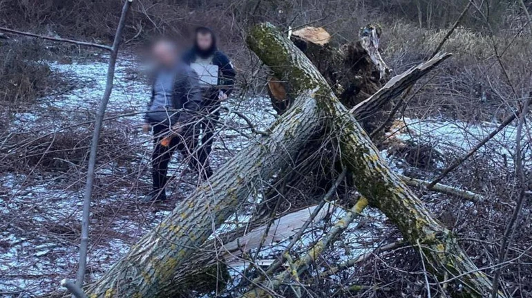 На Закарпатті на 8-річну дівчинку впало дерево: вона померла до приїзду медиків