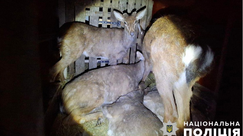 In Kyiv, a man illegally transported 9 spotted deer, one died: photo