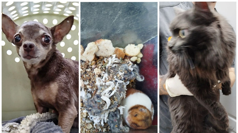 Удар РФ по Києву: зоозахисники розповіли про порятунок людей і тварин з-під завалів