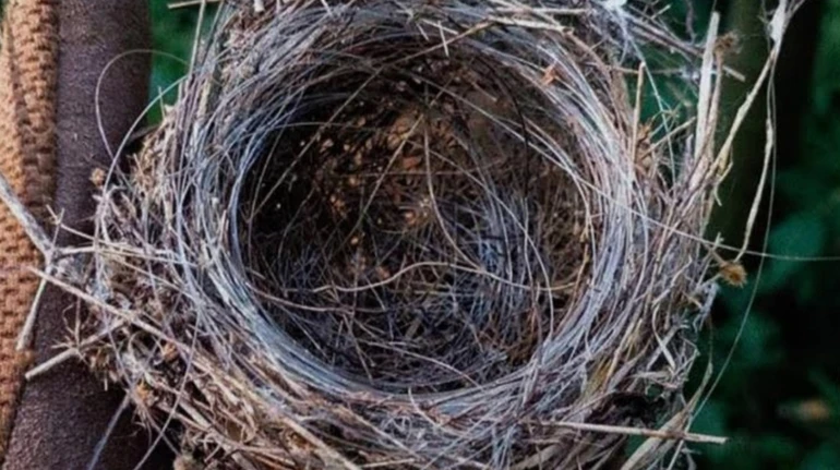 Пастки для тварин: науковці дослідили, як оптоволокно впливає на довкілля