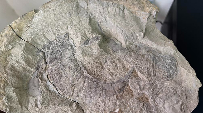 Житель Тернополя намагався відправити за кордон скам'янілості віком 400 млн років