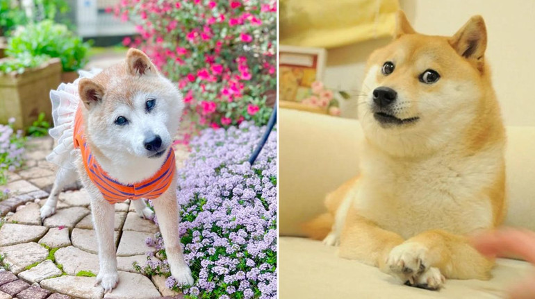 У Японії помер собака, фото якого стало легендарним мемом