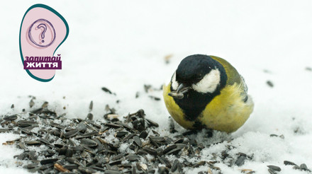 Як правильно підгодовувати птахів взимку та що робити з пташкою, яка змерзла чи травмована?