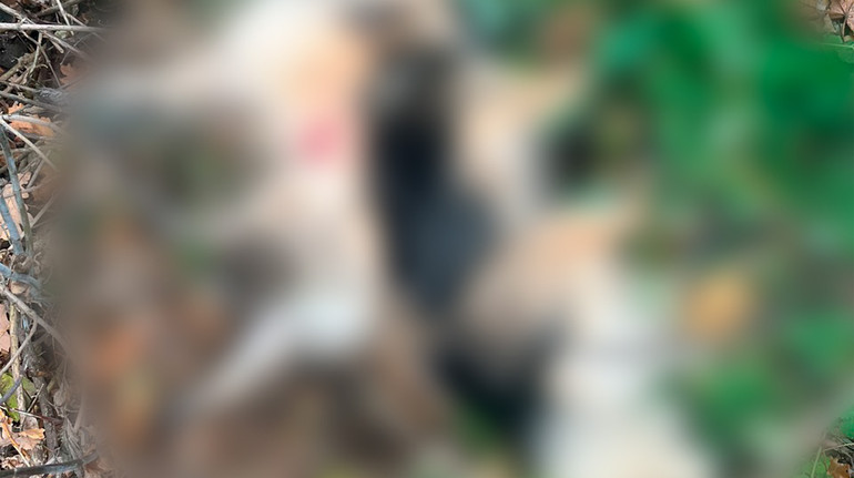 На Харківщині чоловік застрелив з мисливської рушниці двох домашніх собак, яких вигулювала жінка