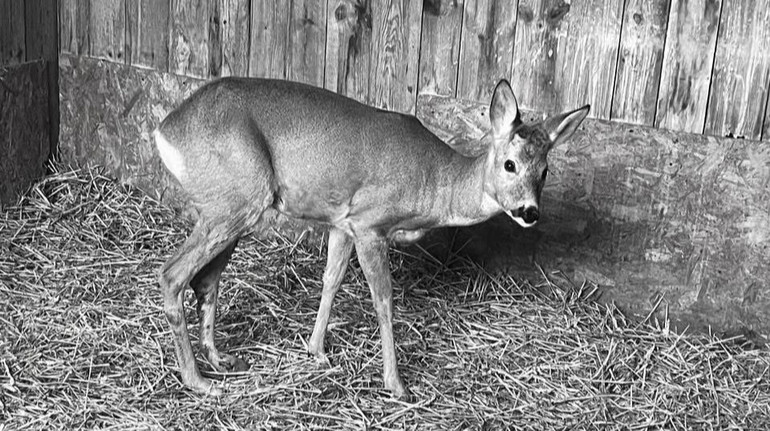 Козуля, яку врятували після ДТП на Київщині, не пережила російський обстріл