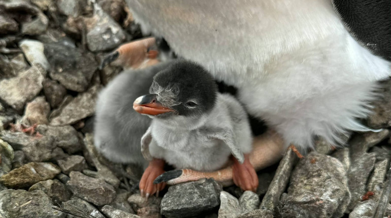 Вилупилися раніше, ніж зазвичай: українські полярники показали відео перших у цьому сезоні пінгвінят