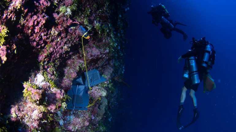 Мерехтливі черв’яки та волохаті краби: вчені знайшли раніше небачених істот у сутінковій зоні океану