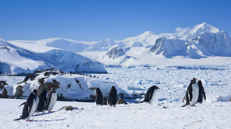 Гроші не на пінгвінів: полярники відреагували на закиди про витрати на антарктичну програму