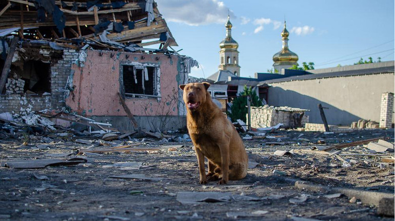 Самотній пес продовжує охороняти руїни дому після обстрілу РФ