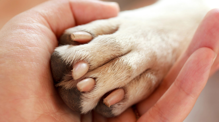 The raped dog in Odesa region was diagnosed with health problems
