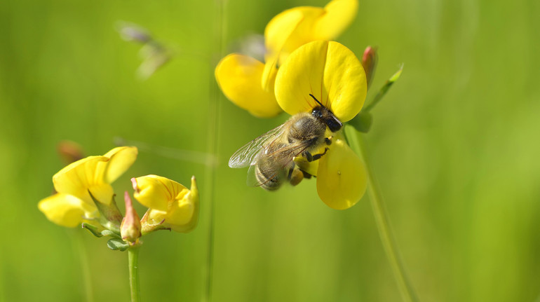 The following are plants: the number of bees that are endangered in Europe has increased in Europe