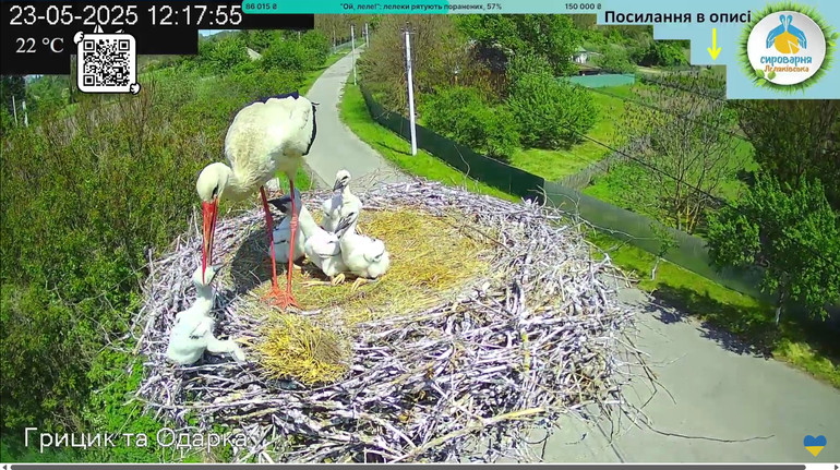 Stork Hrytsyk carried out the least chick from the nest