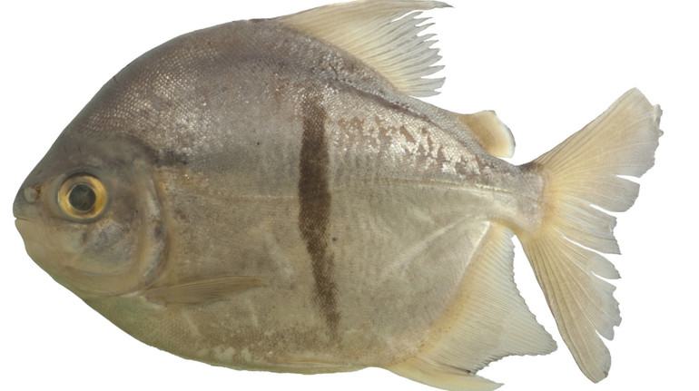 Науковці назвали новий вид риби на честь героя з Володаря перснів