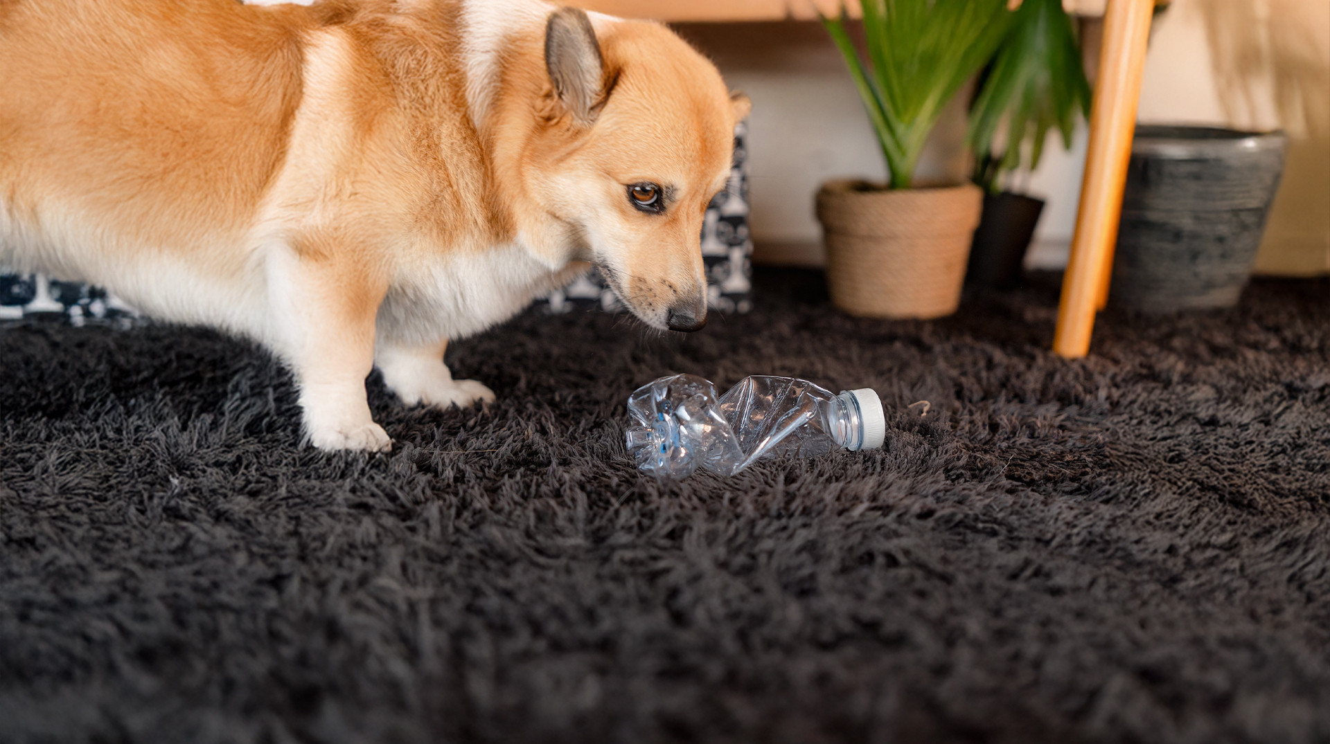 10 небезпечних іграшок для котів і собак вдома. Поради від Pethouse, чим замінити