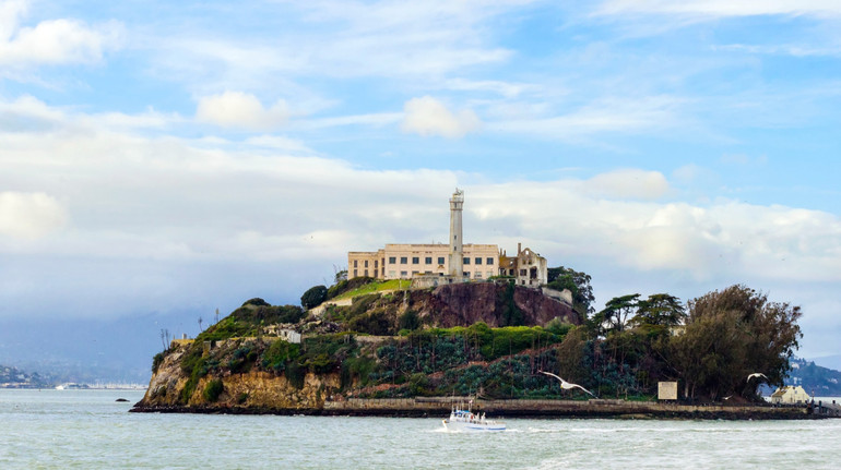 У США самотній койот переплив холодну затоку, щоб оселитися на острові Алькатрас