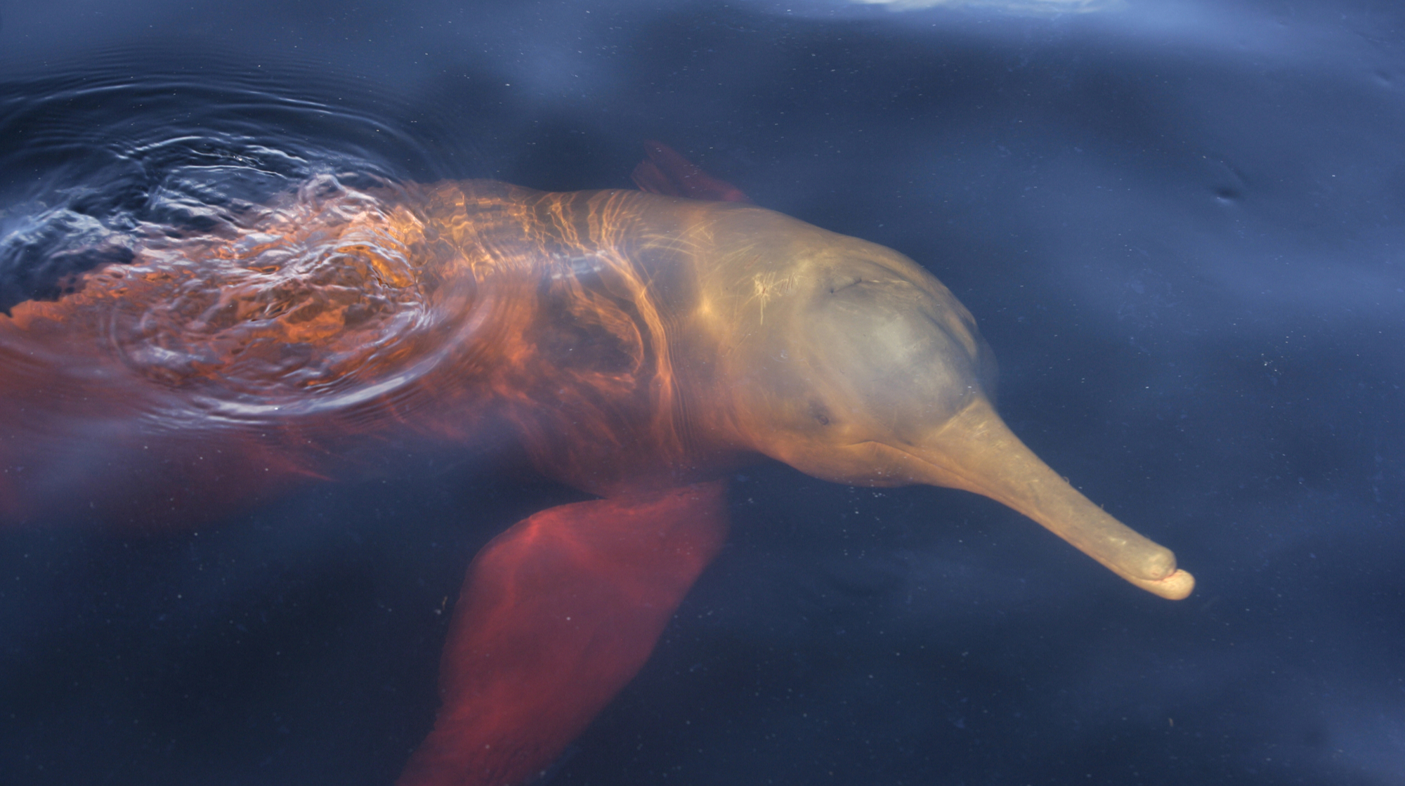 Scientists have described the largest and oldest freshwater dolphin: details