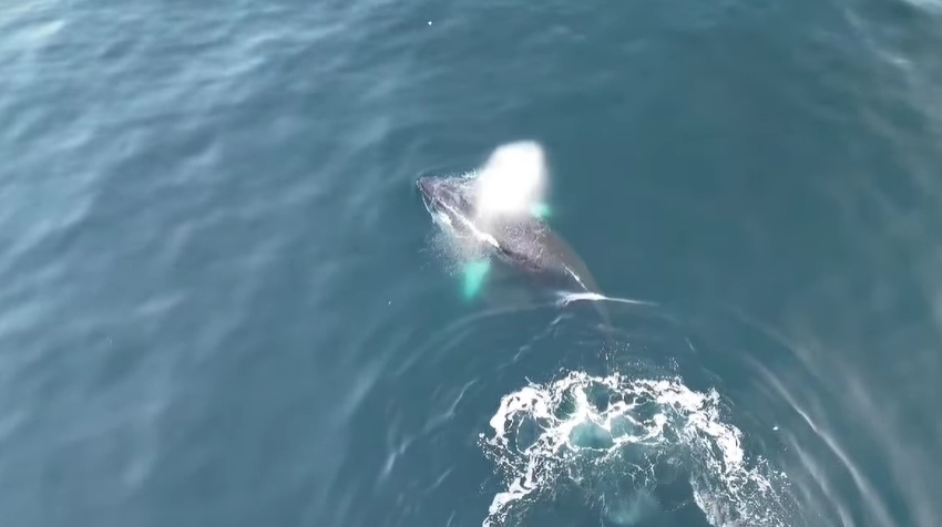 Polar scientists filmed a baby humpback whale playing head-on with the “Noosphere”: video