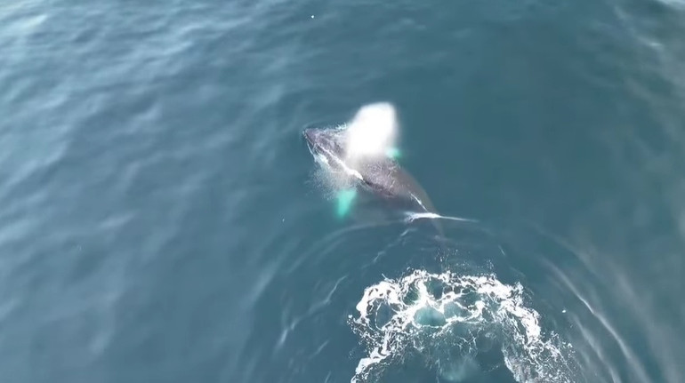 Бачили, як кит-горбач грає наввипередки з судном Ноосфера? Полярники зняли унікальне відео