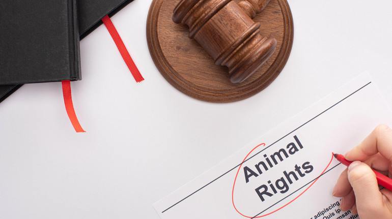 NGL: 95% засуджених за жорстоке поводження з тваринами отримують умовне покарання