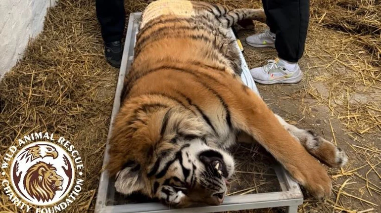 Не може підвестися: волонтери рятують тигрицю, скалічену через недогляд власника