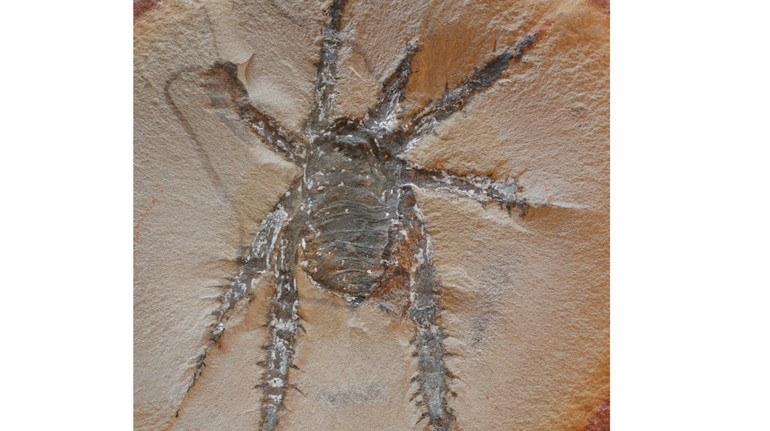 Вчені виявили вид невідомого вимерлого павукоподібного: його лапи були в шипах