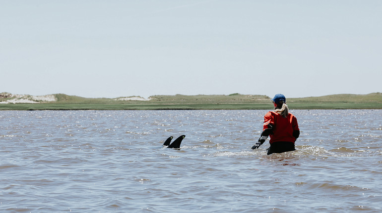 У США зафіксували наймасовіший викид дельфінів на мілину за 25 років: врятували не всіх