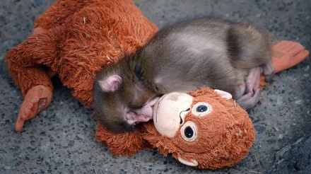 Усюди ходив з іграшкою, але вже знайшов друзів: як макака Панч із Японії розчулив світ