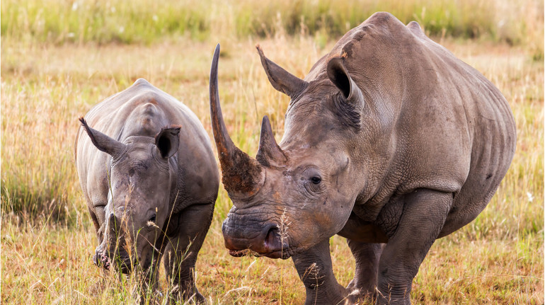 У Південній Африці науковці вводять носорогам радіоактивні речовини, аби завадити браконьєрству